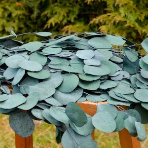 Preserved Silver Dollar Eucalyptus Stems | Wedding Bouquets and Home Decor, Lasting Greenery for Centerpieces, Wreaths & Floral Design