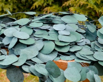 Preserved Silver Dollar Eucalyptus Stems | Wedding Bouquets and Home Decor, Lasting Greenery for Centerpieces, Wreaths & Floral Design
