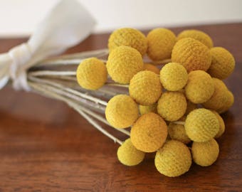 Getrocknete gelbe Blumen, Craspedia, Bunch of Craspedia, getrocknete gelbe Blumen, Billy Buttons, Babypartyblumen