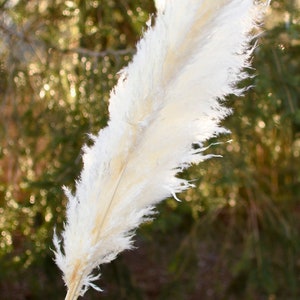 May include: A single, large, fluffy, cream-colored pampas grass plume in a gray ceramic vase. The vase sits on a wooden surface, with a blurred natural background of trees and sunlight.