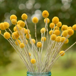 Dried billy balls, craspedia, Bunch of craspedia, dried yellow flowers, Billy buttons, baby shower flowers image 5