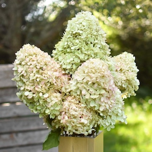 Dried Limelight Hydrangea Blooms | Large Natural Green to Cream Vintage Flowers | Wedding Centerpieces, Home Decor, Crafting