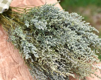 Pale Green Gray Stoebe | Preserved Filler Flowers | 12-14" Stems for Bouquets, Wreaths & Garlands