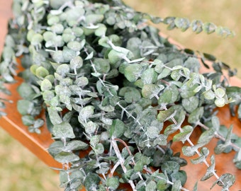 Frosted Green Baby Eucalyptus, Green Eucalyptus, Preserved Foliage, Spiral Eucalyptus, Preserved Leaves, Eucalyptus for Vase, Dried Greenery