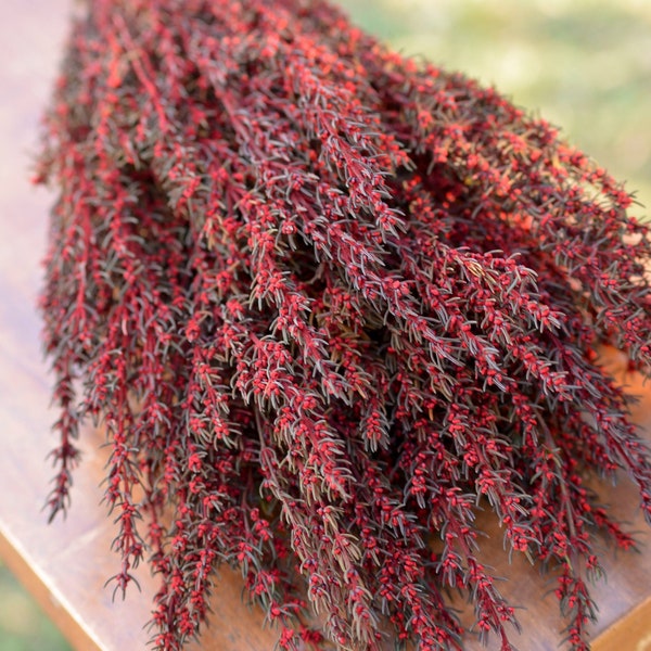 Bunch of red grabia, fall flowers, red flowers, small red accent flowers