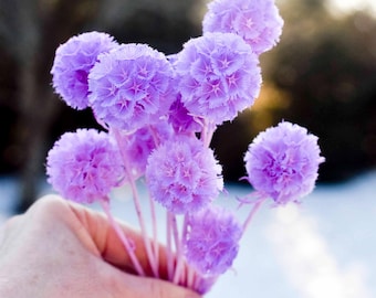 Purple Scabiosa | Pastel Pincushion Flower for Easter & Spring Decor | 10 stem bunch