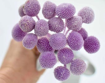 Light Purple Billy Balls | Lilac Preserved Flowers for Vase or Craft | Spring Wedding Flowers