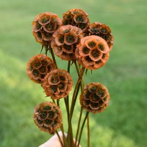 May include: A bouquet of dried scabiosa seed heads featuring spherical, textured structures in shades of deep copper, rust, and dark brown. Each head displays a complex, geometric pattern of small, tightly packed, star-shaped florets.