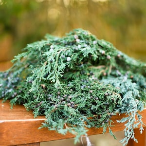 Preserved Juniper, Winter Greenery, Evergreen, Preserved Greenery, Juniper Berries, Greenery for Wreaths, Fragrant Greenery, Fresh Greenery