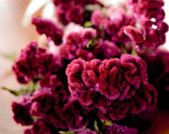 Dried dark pink Cockscomb, burgundy cockscomb, dried cockscomb, Dried celosia, burgundy celosia, coxcomb. burgundy coxcomb