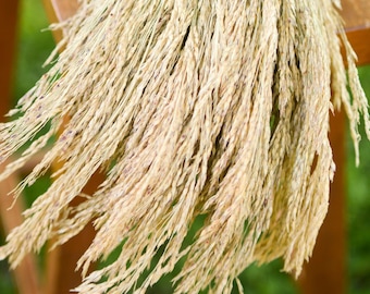 May include: A bunch of dried pampas grass with long, feathery plumes in shades of beige and light brown. The grass is arranged in a fan shape and is lying on a wooden surface.