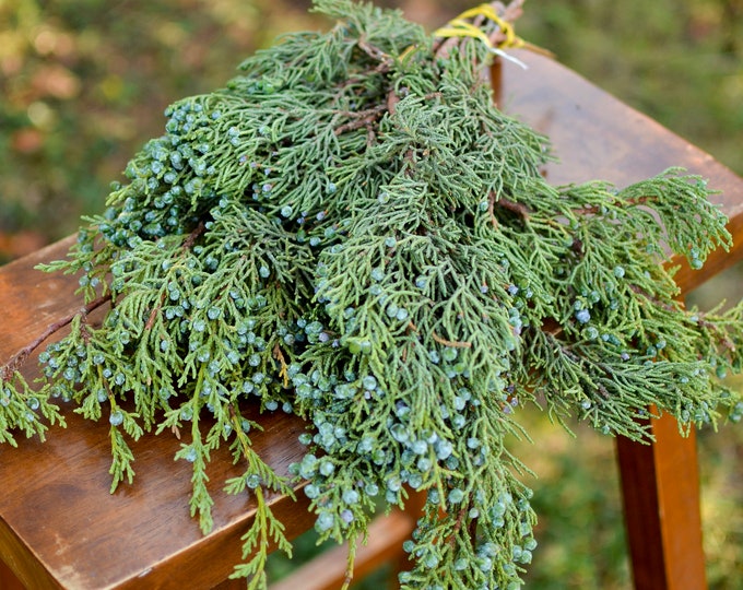 5 Lb Fresh Juniper Branches and Berries,brewing,juniperus Osteosperma