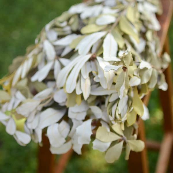 Integrifolia, Dried Banksia, Dried Greenery, Sage, White Leaves, Greenery for Vase, Dried Leaves, Wreath Supplies, Green Foliage, Eucalyptus