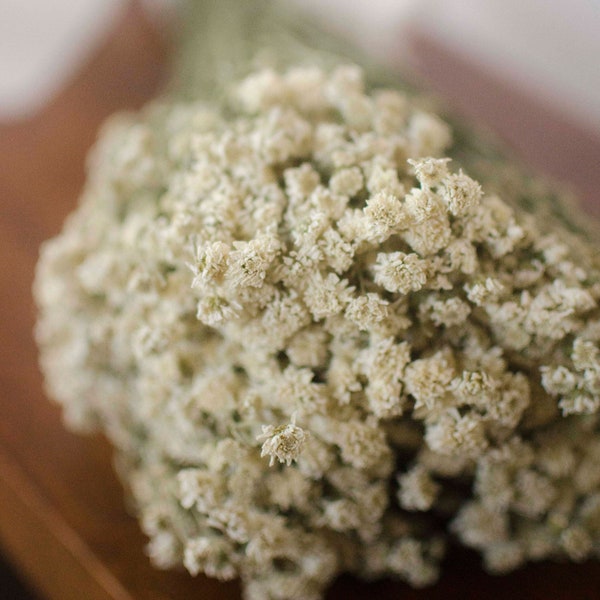 Dried pearl yarrow, "double baby's breath", white dried flowers, white wedding flowers, filler, white dried flowers, baby's breath