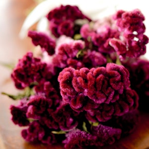 Dried dark pink Cockscomb, dark pink celosia, dried cockscomb, Dried celosia, burgundy celosia, coxcomb. burgundy coxcomb image 3