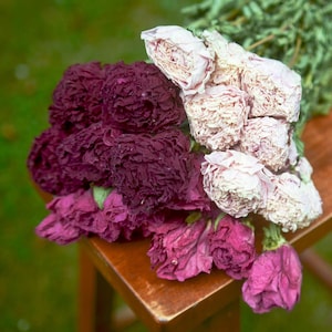 Dried peony bunch Dried peonies for weddings dried flowers for vase dried peony bouquet rose substitute peonies pink peony image 1