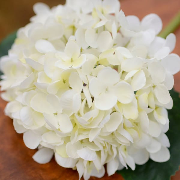 White Hydrangeas Etsy