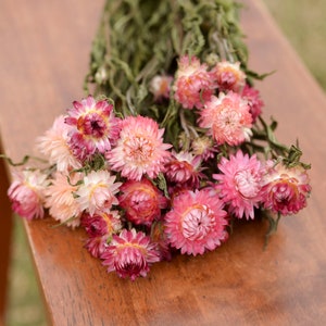 Pink Strawflowers, dried strawflowers, pink dried flowers, small dried flower bouquet, spring dried flowers, spring wedding flowers