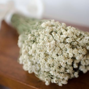 Dried Pearl Yarrow, double Baby's Breath, White Dried Flowers, White ...