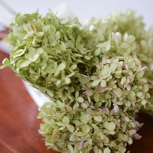 Dried Hydrangeas