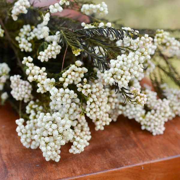 Preserved white rice flower, white flowers, wedding flowers, filler, dried flower filler, white dried flowers