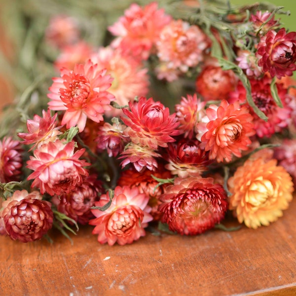 Bunch of Apricot Strawflowers, pink-orange strawflowers, apricot dried flowers, apricot strawflowers, peach dried flowers, peach strawflower