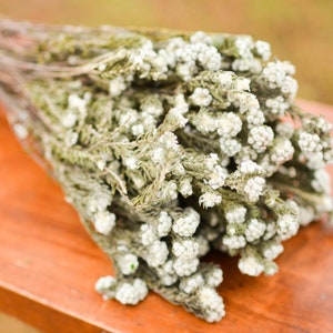 Bunch of dried white cotton phyllica,  white filler flowers, white flowers, white dried flowers, baby's breath