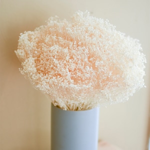 Bleached broom bloom, bleached flowers, wedding flowers, filler, dried flower filler, bleached dried flowers