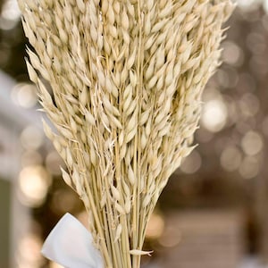 Dried oat bundle held upright.