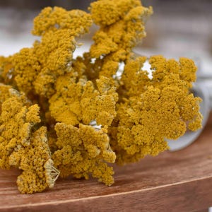 Getrocknete gelbe Schafgarbe Blumen für Wohnkultur | Helle Trockenblumen für Vase | Frühlings-Hochzeits-Wildblumen