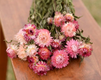 Pink Strawflowers, dried strawflowers, pink dried flowers, small dried flower bouquet, spring dried flowers, spring wedding flowers