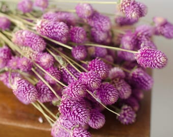 May include: A bouquet of dried pink globe amaranth flowers. The flowers are arranged in a cluster and have a soft, feathery texture.