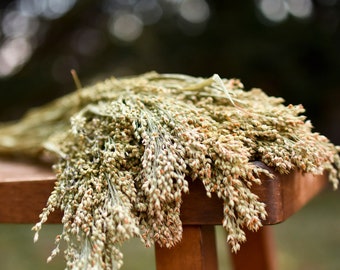 Dried canary grass, ornamental grass for vase or bouquets, fall grass bunch, grass for floral arrangement