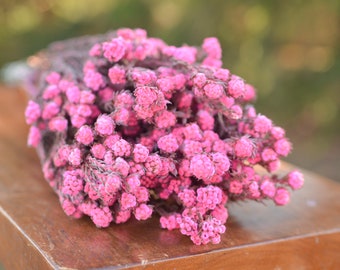Bunch of preserved pink cotton phyllica,  preserved pink flowers, small pink dried flowers, pink wedding flowers, spring wedding flowers