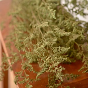 Preserved Olive Green Misty Filler: Fall Wedding Decor