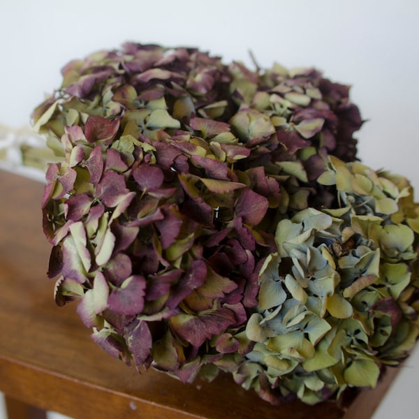 Dried Hydrangeas Etsy