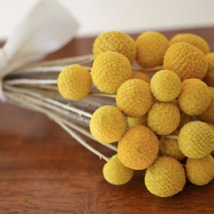 Dried Billy Balls Bunch: Craspedia Yellow Flowers