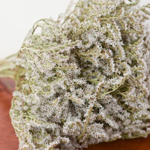 May include: A dense bouquet of dried Limonium flowers featuring numerous small, star-shaped white blossoms clustered along thin, branching green stems. The dried plant material has a textured, airy appearance with subtle brown and green tones.