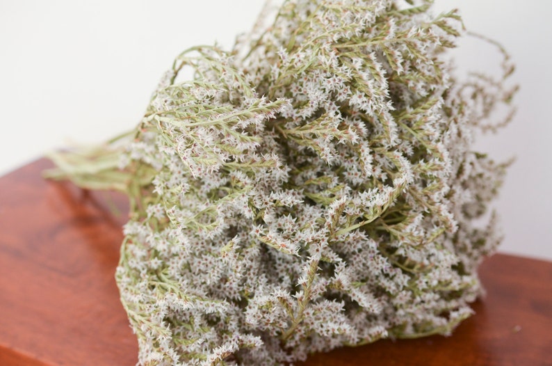 May include: A dense bouquet of dried Limonium flowers featuring numerous small, star-shaped white blossoms clustered along thin, branching green stems. The dried plant material has a textured, airy appearance with subtle brown and green tones.