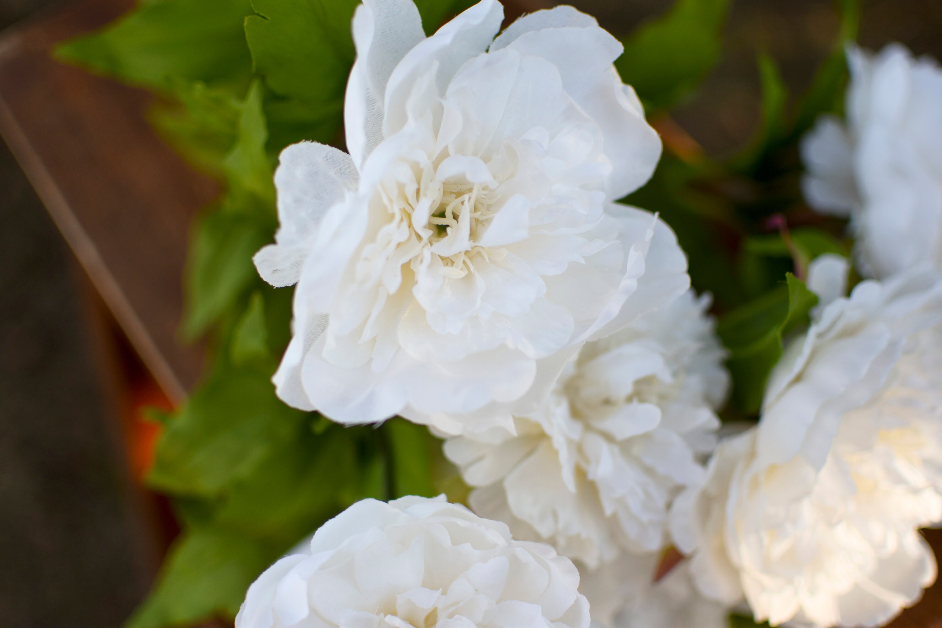 Cream silk peony flowers white peony silk white peonies Etsy