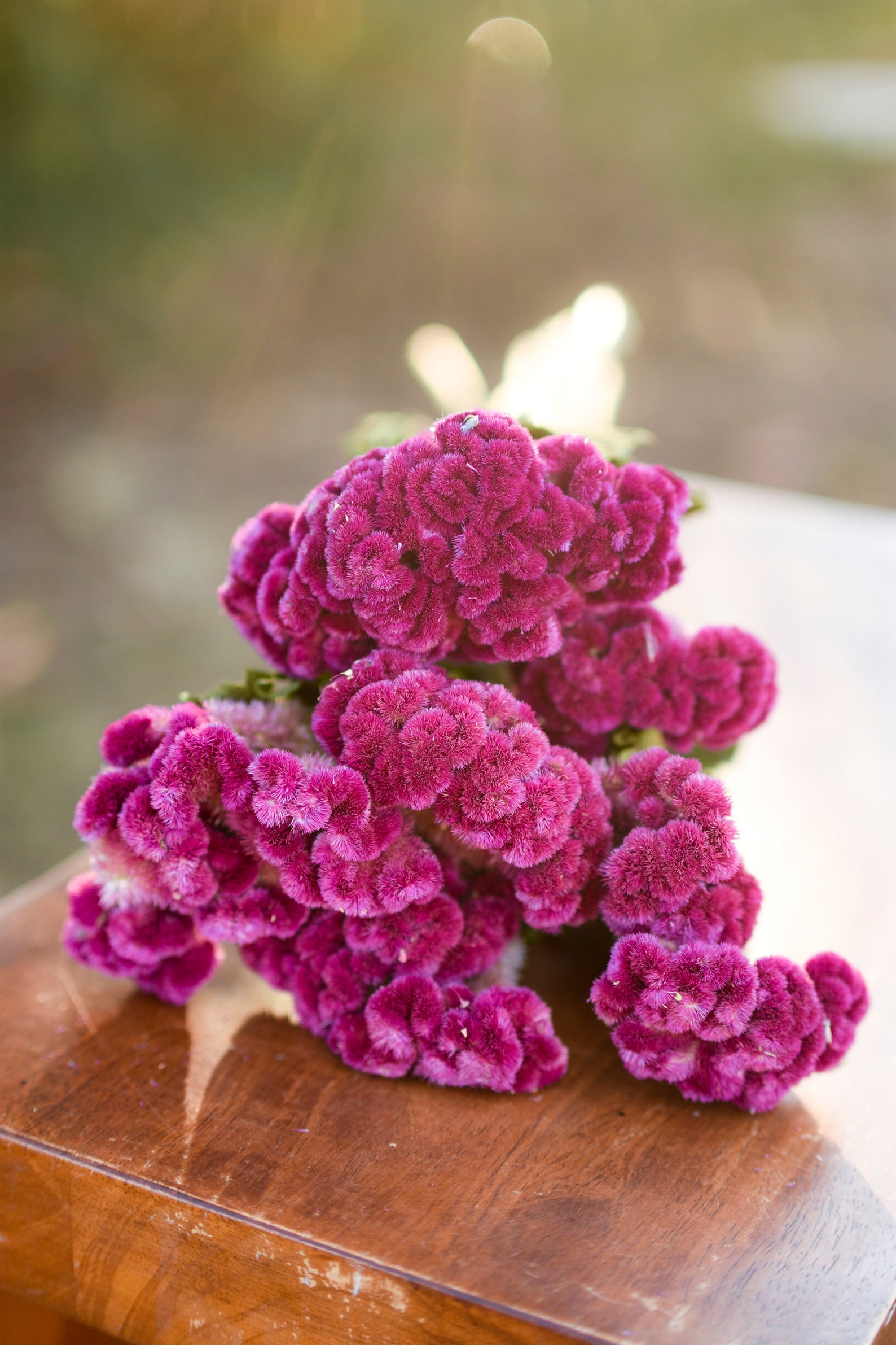 Bunch of rose pink celosia dark pink dried flowers Etsy