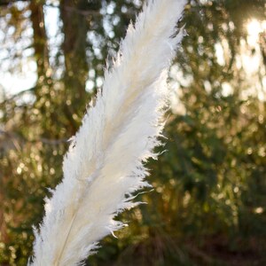 May include: Close-up of a single, fluffy, cream-colored pampas grass plume. The feathery texture is detailed, with a natural, organic aesthetic. The background is blurred, with green foliage and sunlight.