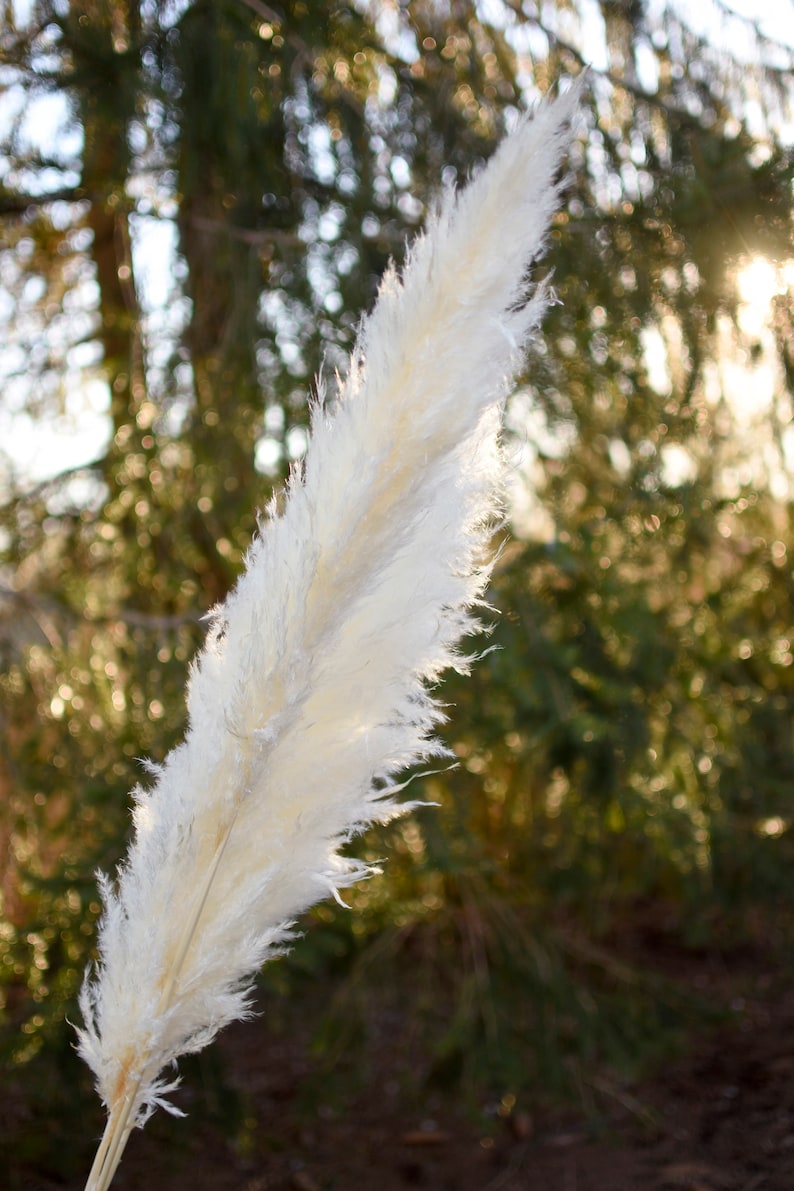 May include: Close-up of a single, fluffy, cream-colored pampas grass plume. The feathery texture is detailed, with a natural, organic aesthetic. The background is blurred, with green foliage and sunlight.