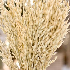 Close up of dried oats.