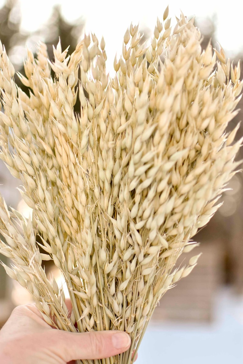 Close up of dried oats.