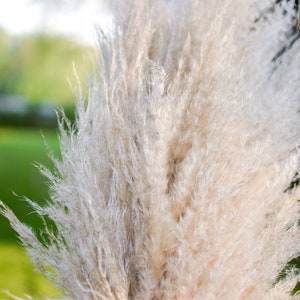 May include: A bunch of dried pampas grass with feathery plumes in shades of beige and white.