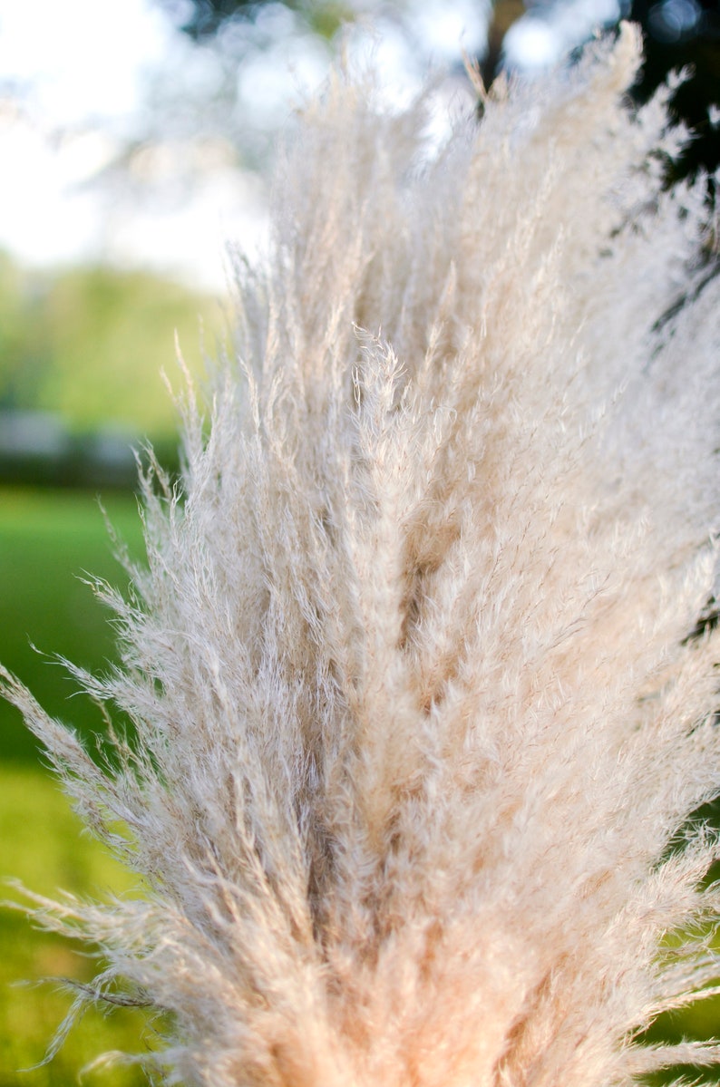 May include: A bunch of dried pampas grass with feathery plumes in shades of beige and white.