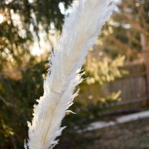 May include: A single, large, fluffy, white pampas grass plume. The feathery plume is held against a blurred background of green foliage and a wooden fence, with sunlight filtering through.