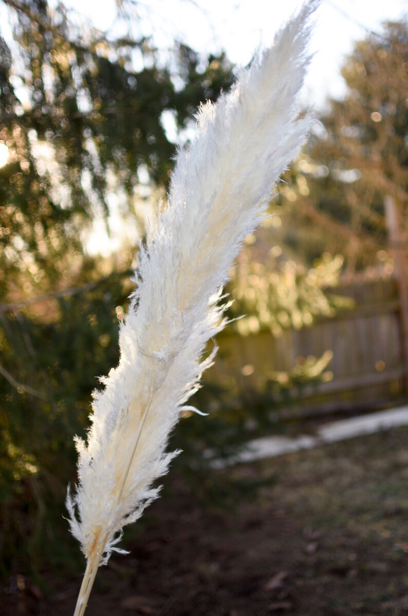 May include: A single, large, fluffy, white pampas grass plume. The feathery plume is held against a blurred background of green foliage and a wooden fence, with sunlight filtering through.