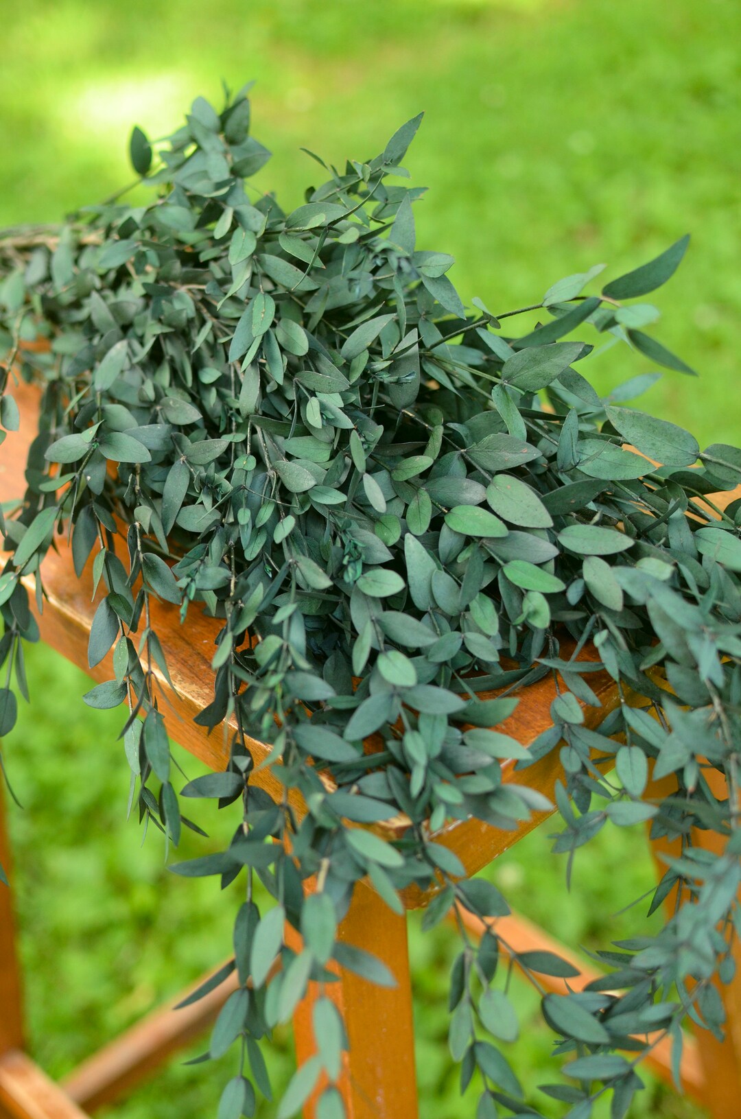 Preserved Teardrop Eucalyptus, Small Leaf Greenery, Eucalyptus for